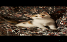 Mixed Breed cats for sale: 4 Beautiful Kittens Ready For Their Forever Homes - Image 6