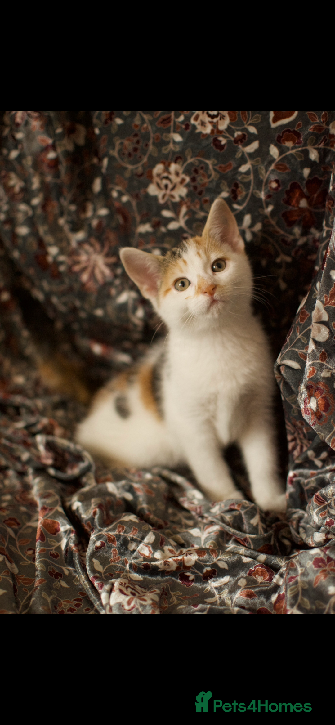 Mixed Breed cats for sale: 4 Beautiful Kittens Ready For Their Forever Homes - Image 6