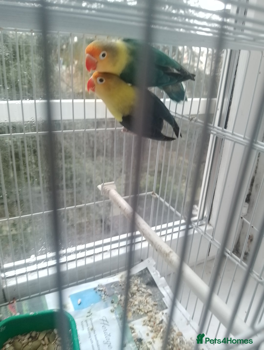 Finches birds for sale: Gouldian finches and parrotlet for sale  - Advert 17