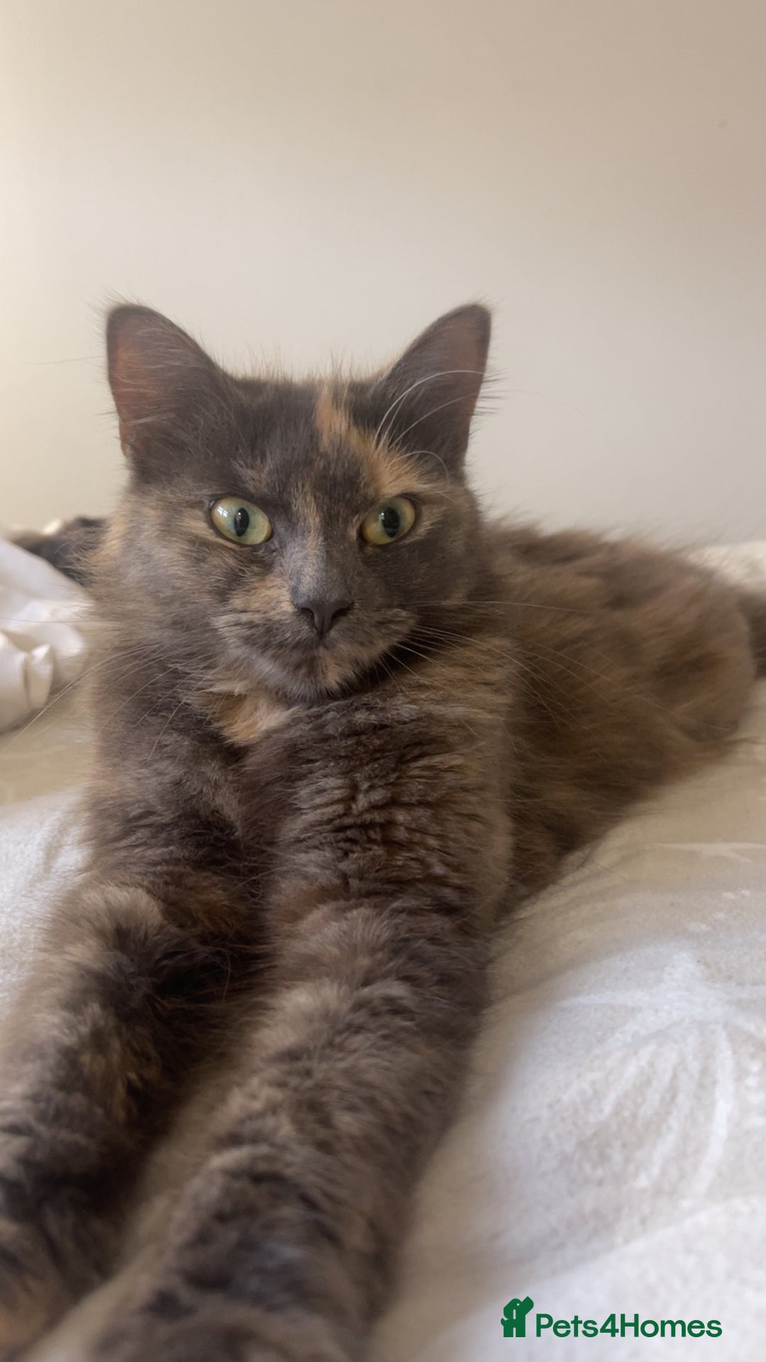 Mixed Breed cats for sale: One boy kitten left  - Advert 2