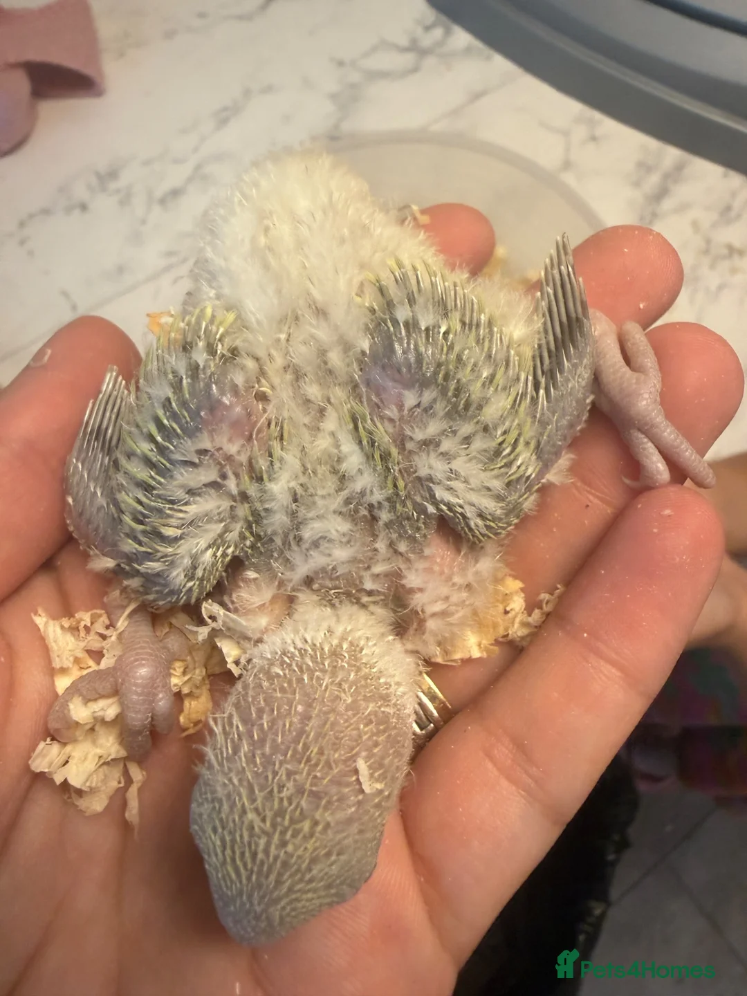Lovebirds birds for sale: Peachface Lovebird chicks ready for reserving - Advert 8