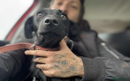 Mixed Breed dogs for adoption: LUCY! - Image 2