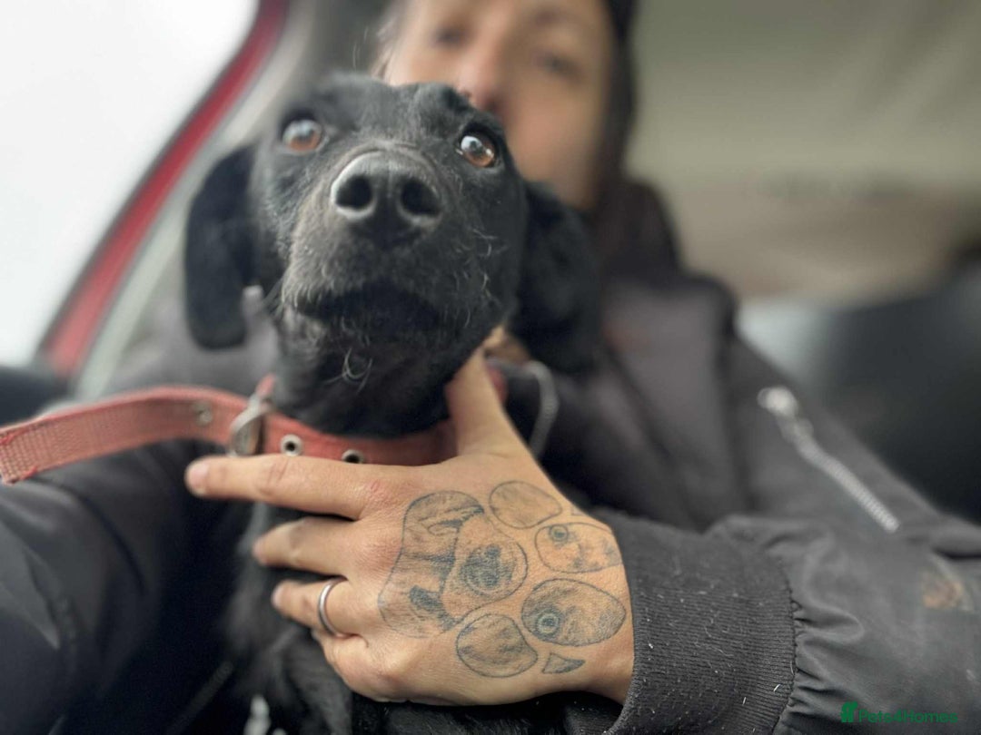 Mixed Breed dogs for adoption: LUCY! - Image 2