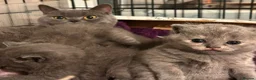 British Shorthair cats for sale: Stunning Pure Blue British Shorthair Queens - Advert 3
