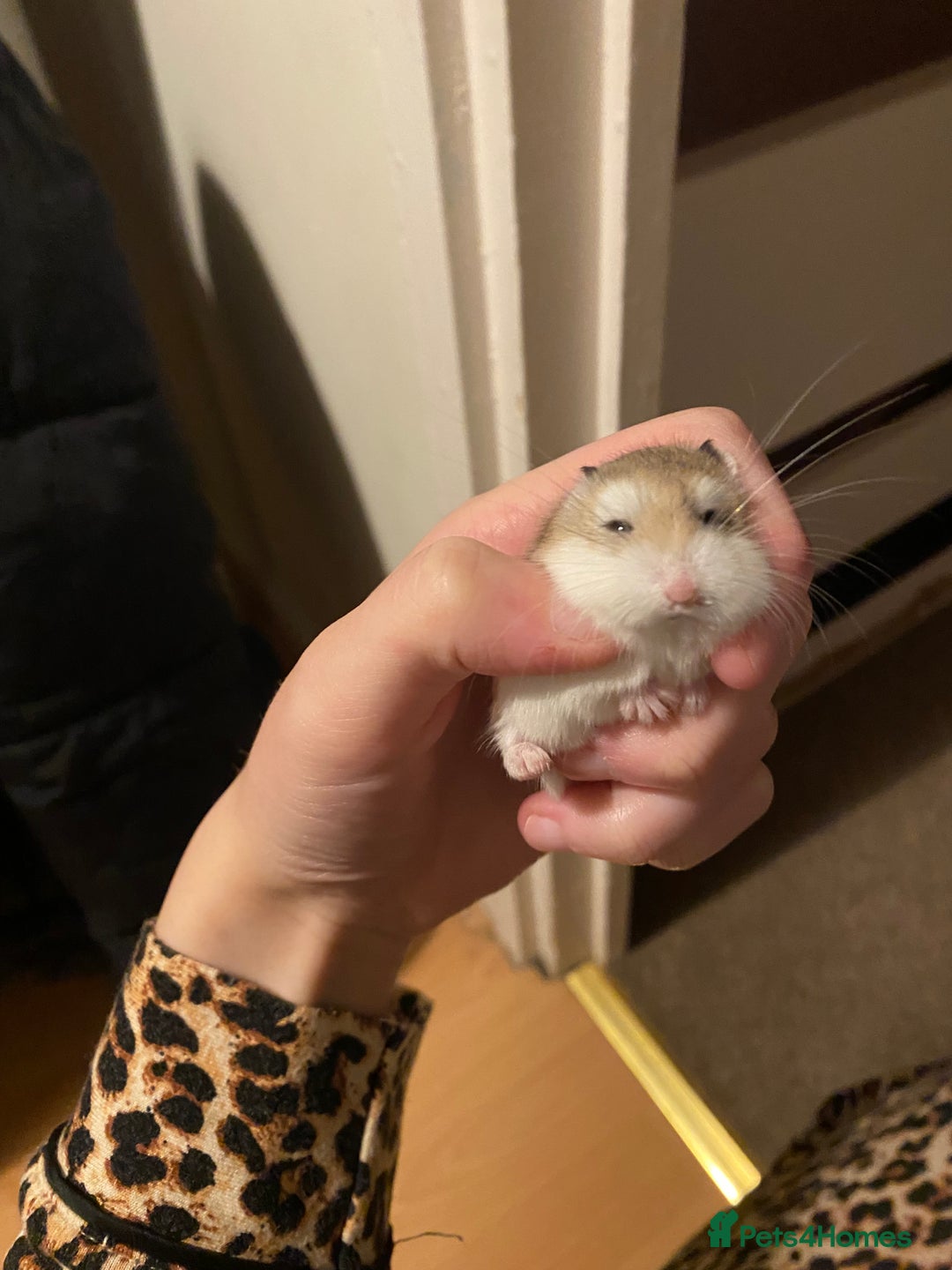Hamster rodents for sale: Single male roborovski dwarf hamster  - Advert 2