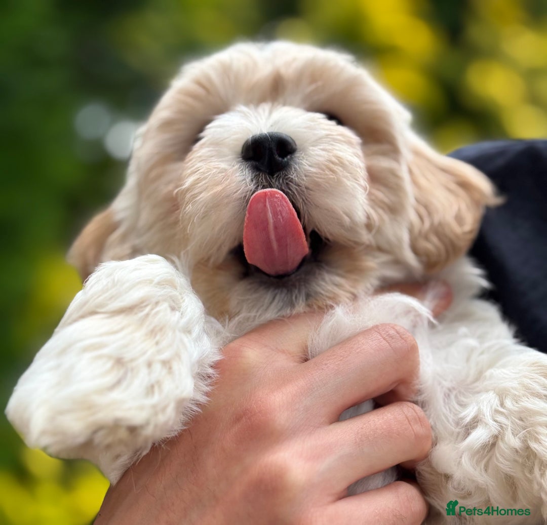 Havanese dogs for sale: 3 Beautiful Havanese Pedigree Puppies - Image 20
