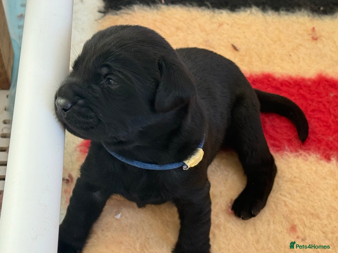 Labrador Retriever dogs for sale: Beautiful chunky litter of black pups  - Advert 19
