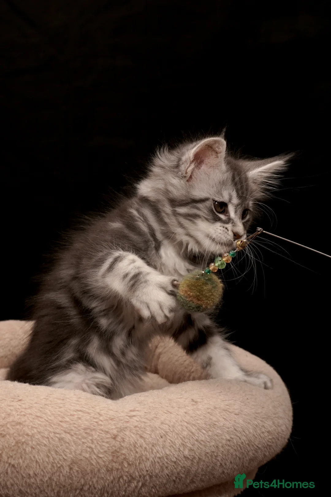 Maine Coon cats for sale: Black Silver classic tabby Mainecoon kittens - Advert 33