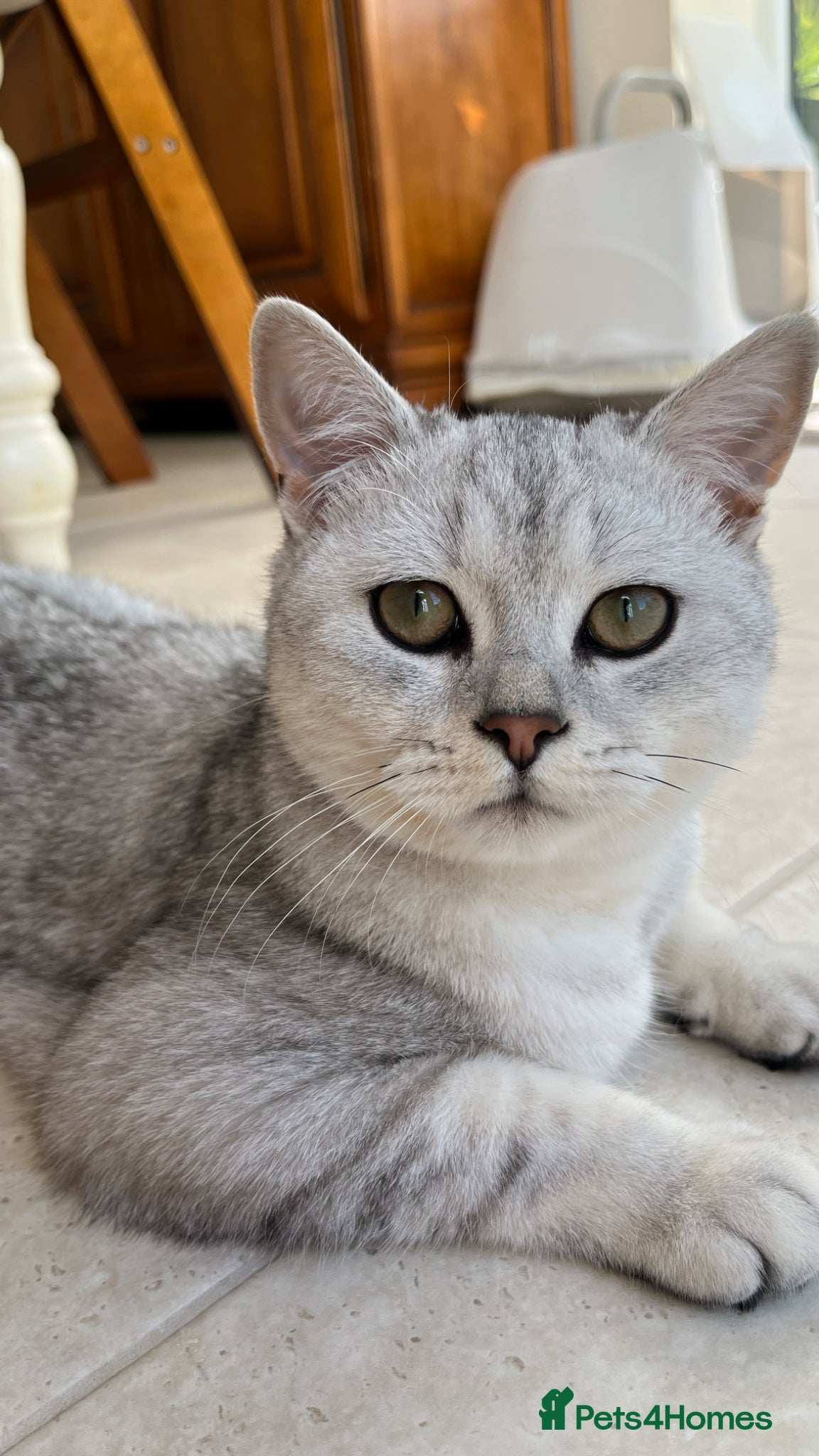 British Shorthair cats Beautiful and Calm British Shorthair Kitten - Advert 2