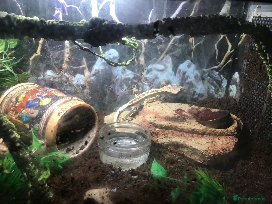 Gecko reptiles for sale: make crested gecko in need of rehomeing - Advert 1