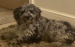 Cockapoo dogs for sale: F2 Cockapoo - Image 6