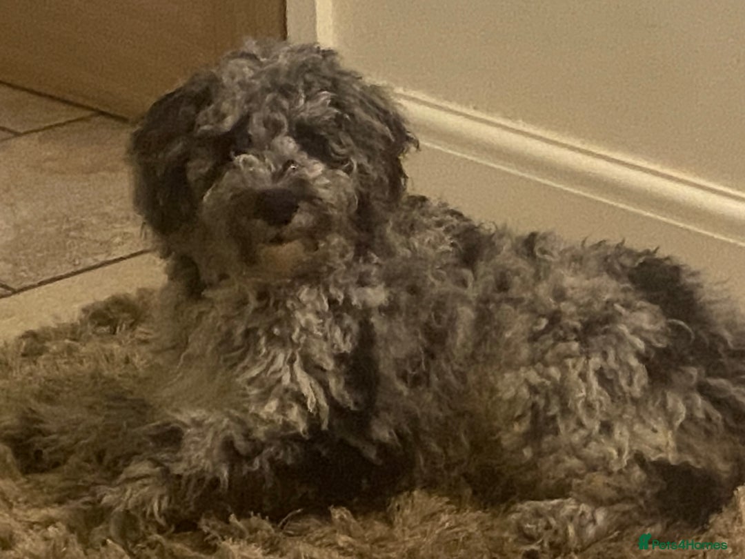 Cockapoo dogs for sale: F2 Cockapoo - Image 6