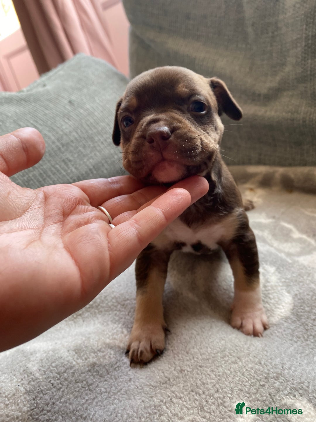 Mixed Breed dogs for sale: French bulldog x Staffordshire bull terrier - Image 21