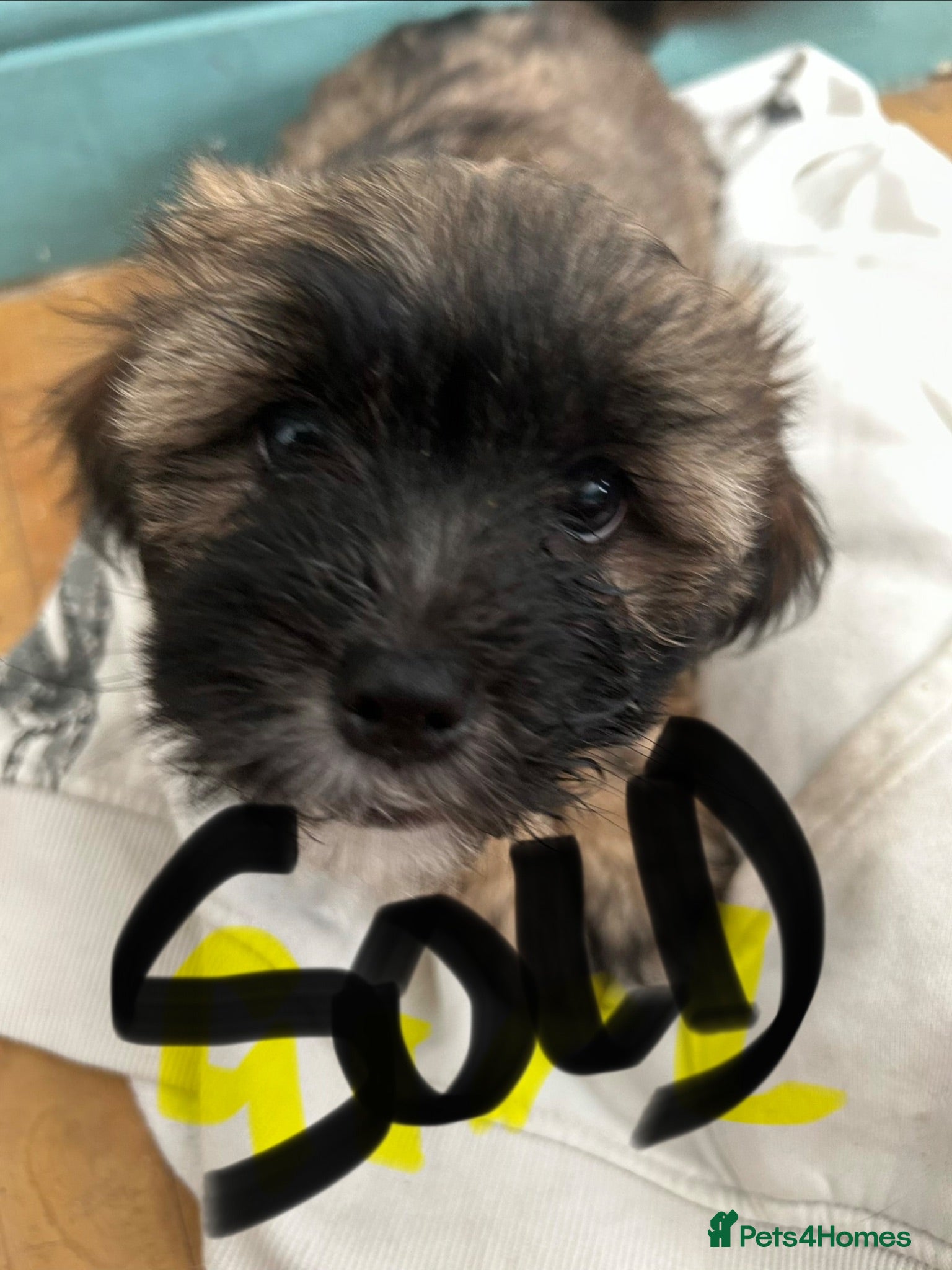 Mixed Breed dogs Zuchon  3 male 3 female  - Advert 2