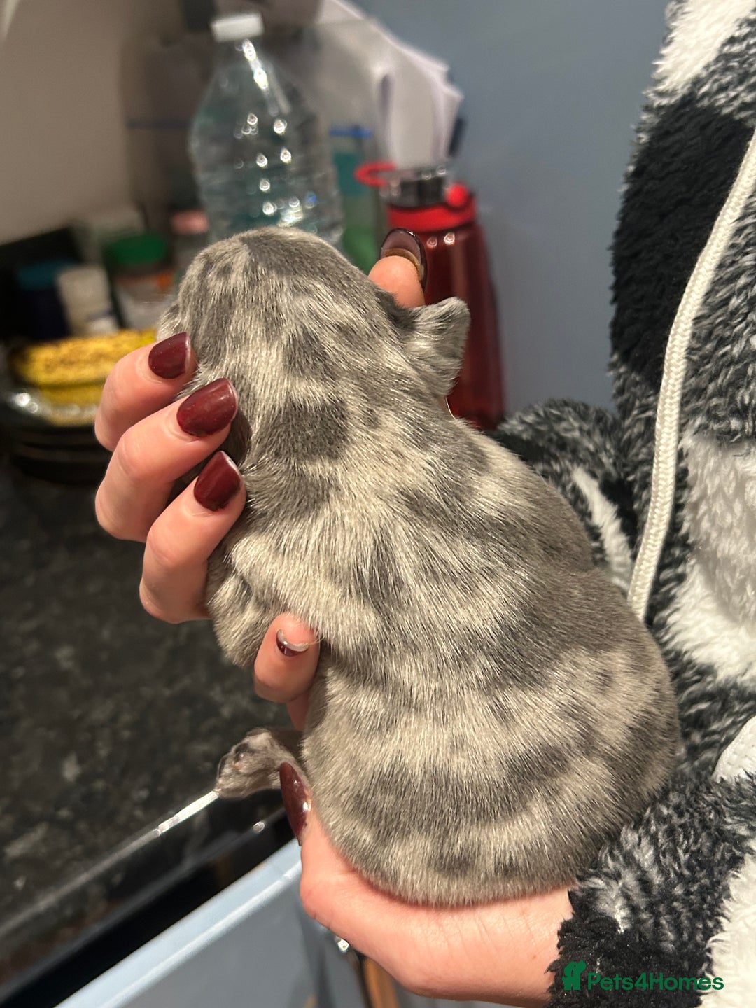 French Bulldog dogs for sale: 1 PUP LEFT READY 22ND DEC!! - Advert 5