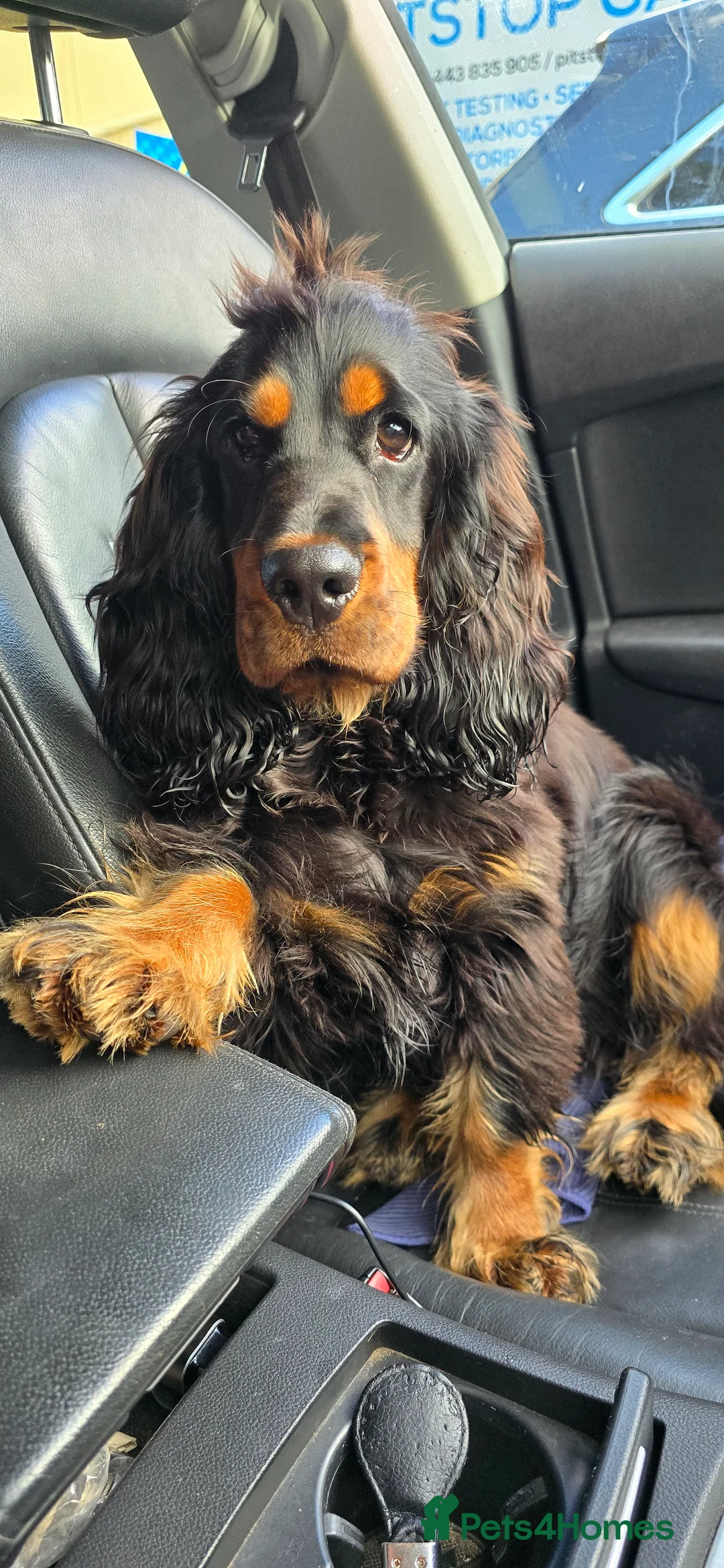 Cocker Spaniel dogs for sale: Ralphy Show Cocker Spaniel - Advert 2