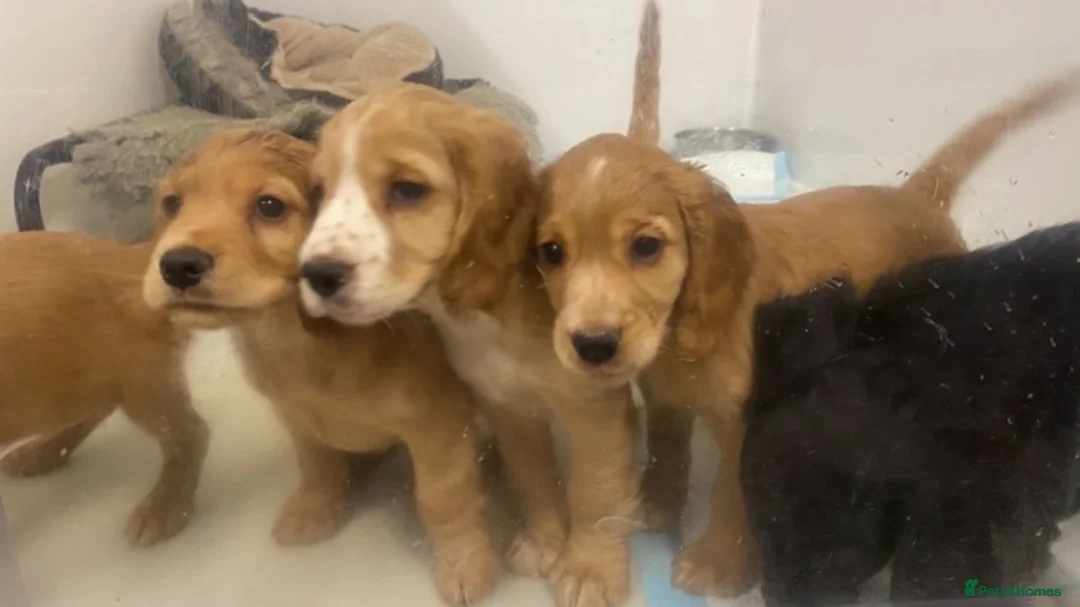 Cocker Spaniel dogs for stud: Proven amazing Stud dogs  in Chatteris - Advert 5