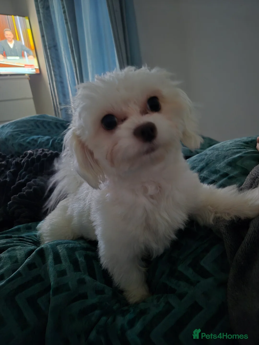 Shihpoo dogs for sale: Shihpoo puppies - Advert 4