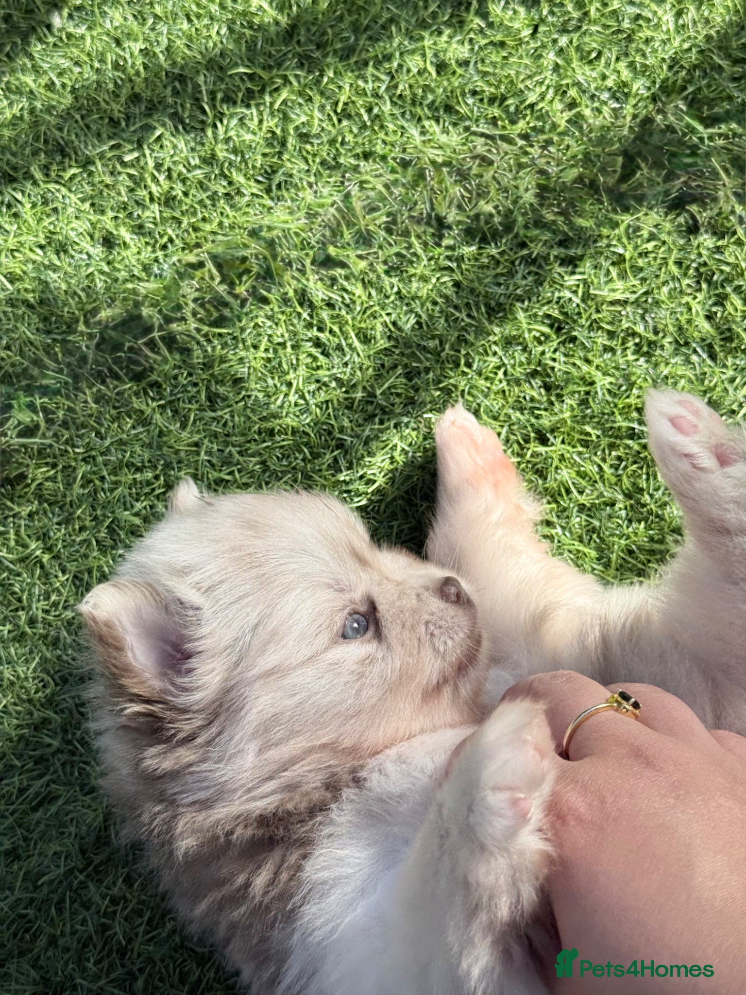 Pomeranian dogs Beautiful white and lilac female Pomeranian  - Advert 2