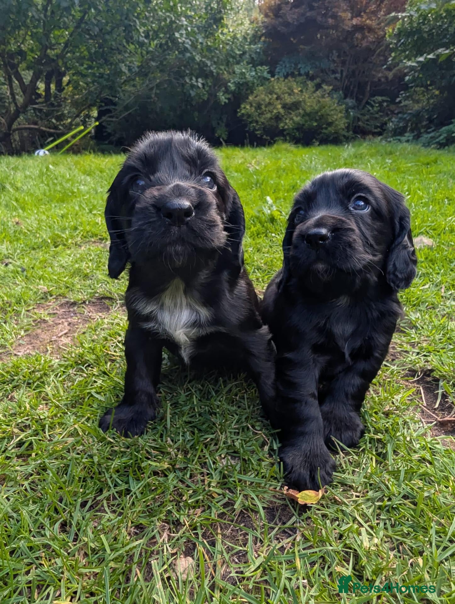Cocker Spaniel dogs 🐾 COCKER SPANIEL PUPPIES  - Advert 2