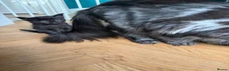Maine Coon cats for sale: Affectionate, Pedigree Maine Coon Kittens: - Advert 27