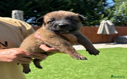 Belgian Shepherd Dog dogs for sale: Belgian Malinois puppies  - Image 3