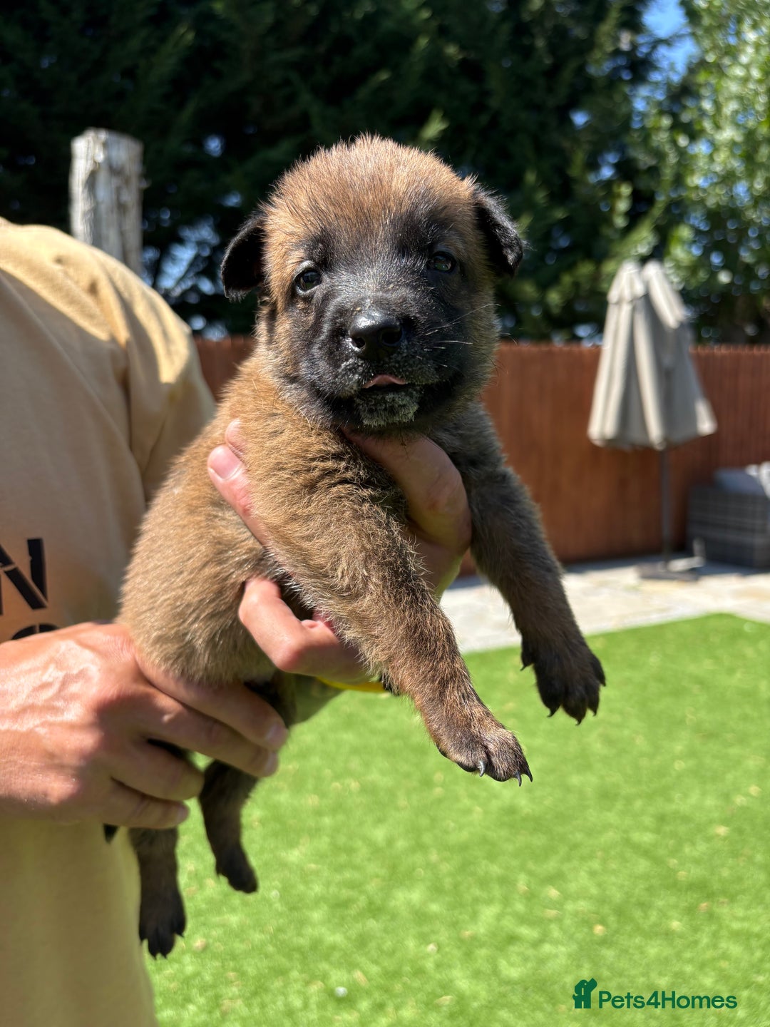 Belgian Shepherd Dog dogs for sale: Belgian Malinois puppies  - Image 3