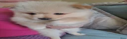 Pomeranian dogs for sale: Stunning pomeranian - Advert 11