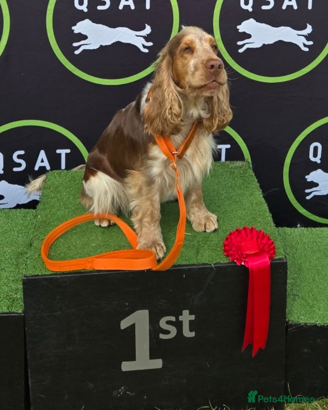 Cocker Spaniel dogs for sale: Chocolate Roan & Tan Cocker Spaniel Girl - Image 9