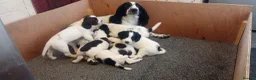English Springer Spaniel dogs for sale: English springer spaniel pups  - Advert 21