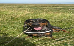 Dachshund dogs for stud: Stunning male standard dachshund for stud - Image 8