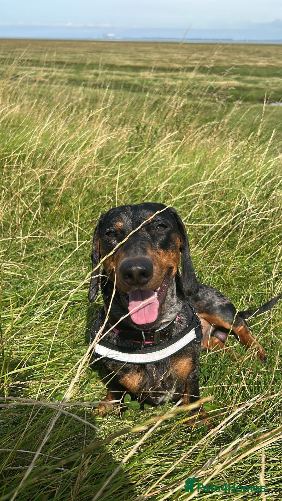 Dachshund dogs for stud: Stunning male standard dachshund for stud - Image 8