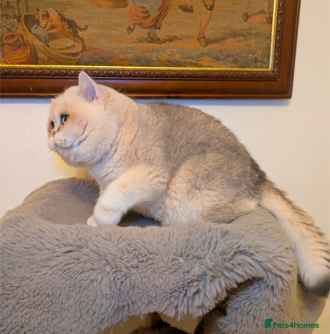 British Shorthair cats ** Pending ** Absolute diva  - Advert 14