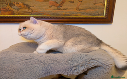 British Shorthair cats for sale: Absolute diva  - Advert 1