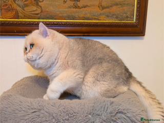 British Shorthair cats ** Pending ** Absolute diva - Advert 17