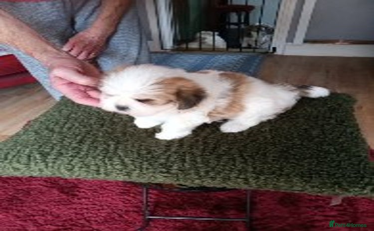 Lhasa Apso dogs - Advert 1
