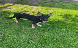 Mixed Breed dogs for adoption: 💙🐶 BAX 🐶💙 - Image 7