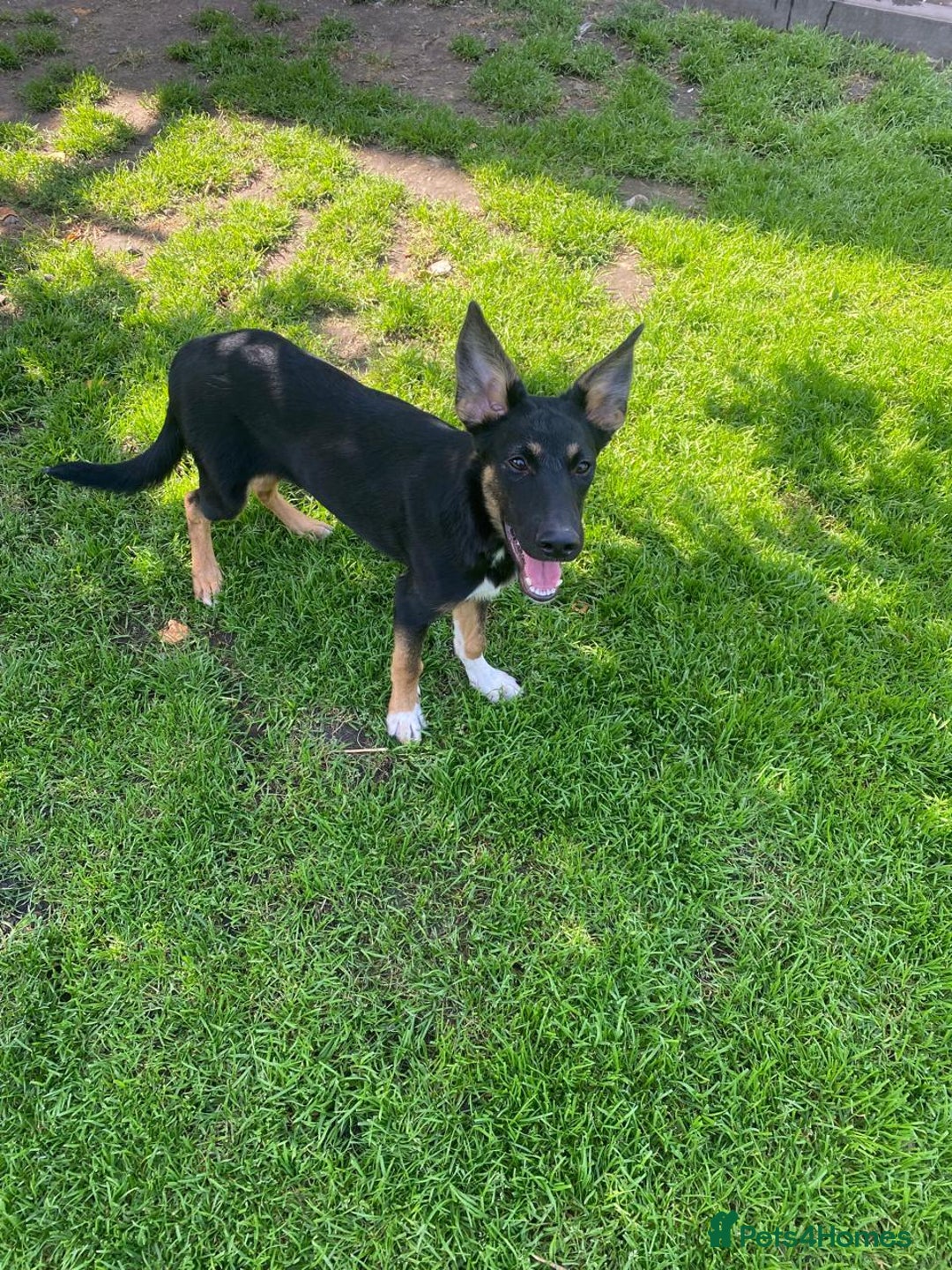 Mixed Breed dogs for adoption: 💙🐶 BAX 🐶💙 - Image 7