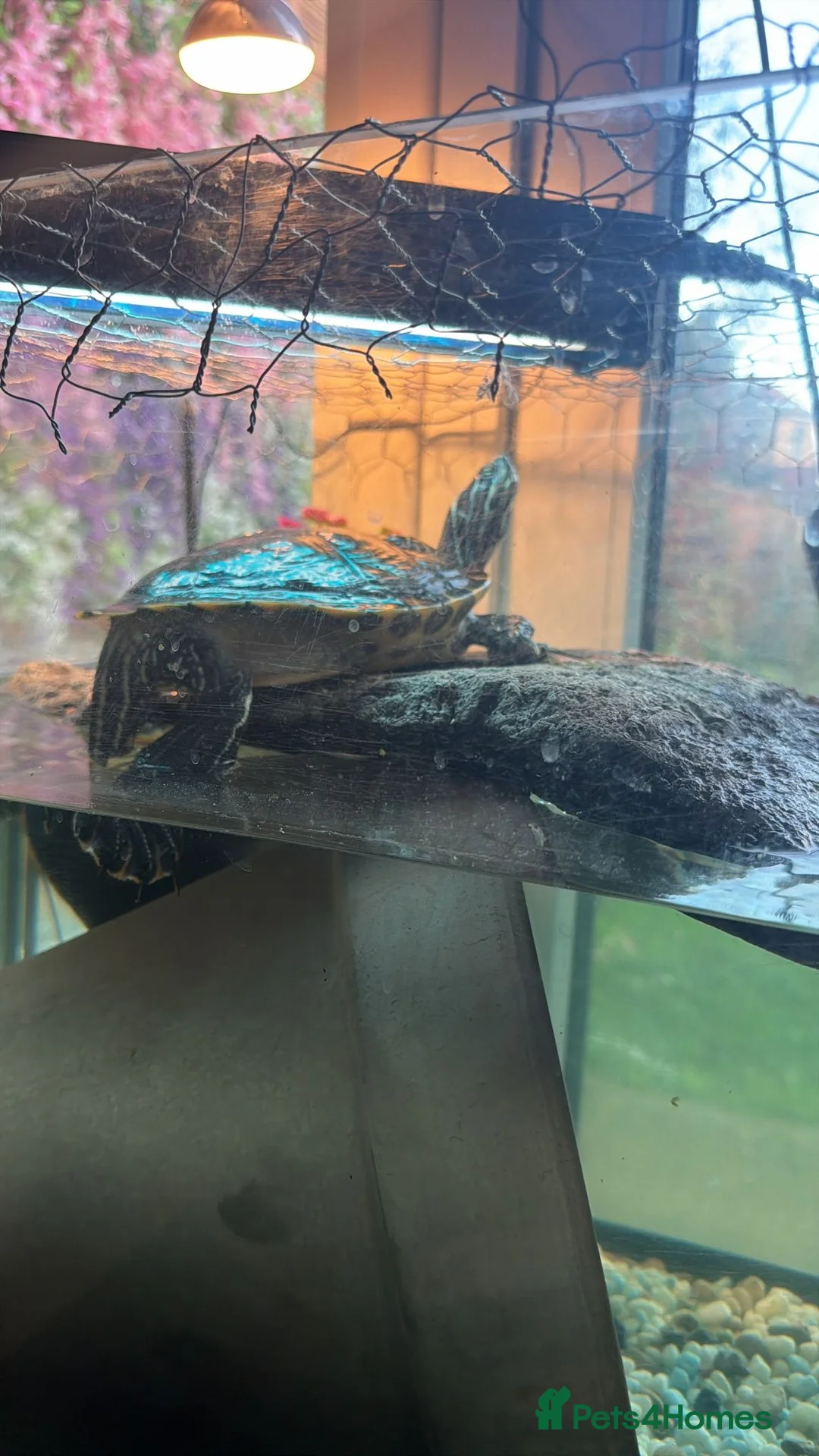 Turtle reptiles for sale: Aquatic turtles for sale. in London - Advert 7