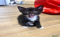 Mixed Breed cats for sale: Adorable Male Kittens Ready to Reserve - Image 4