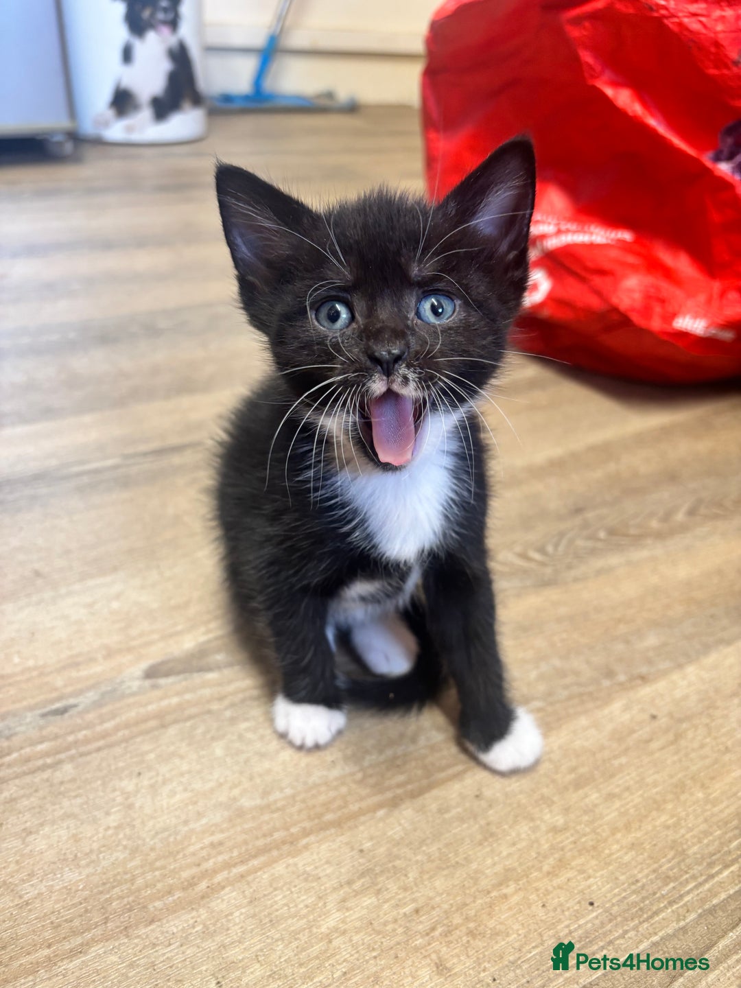 Mixed Breed cats for sale: Adorable Male Kittens Ready to Reserve - Image 4