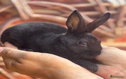 Rex rabbits for sale: Standard and mini Rex  - Image 1
