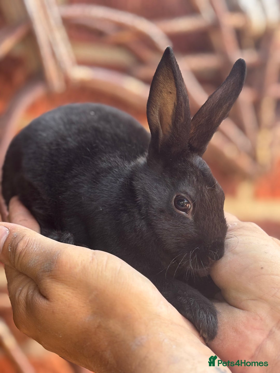 Rex rabbits for sale: Standard and mini Rex  - Image 1