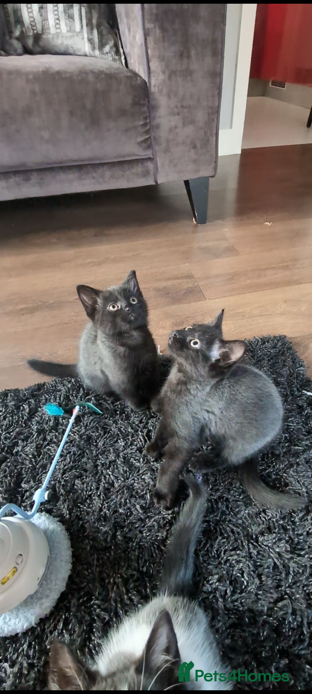 Mixed Breed cats for sale: British longhair X mixed breed  - Advert 10