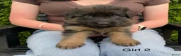 German Shepherd dogs for sale: STUNNING LONG HAIRED KC GERMAN SHEPHERD PUPPIES in Coalville - Advert 10