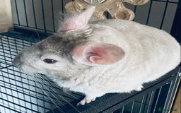 Chinchilla rodents for sale: Chinchilla with full set up - Image 2