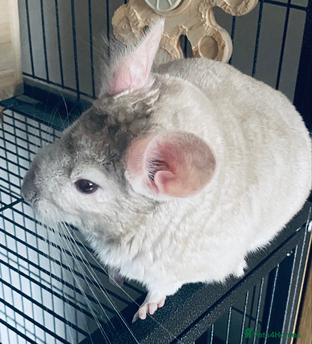 Chinchilla rodents for sale: Chinchilla with full set up - Image 2