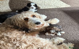 Bernedoodle dogs for sale: 1 Female  - Image 2