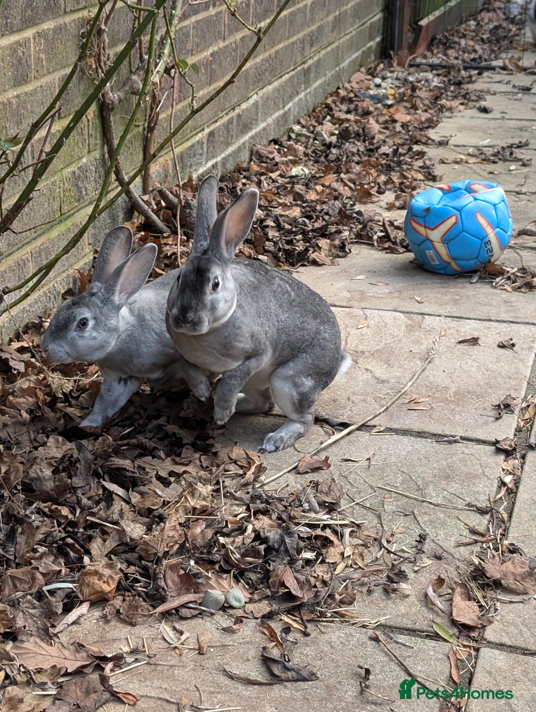 Rex rabbits for sale: Standard Rex Bucks - Advert 6