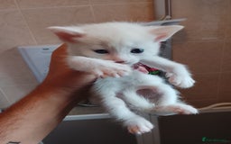 Turkish Angora cats for sale: Turkish angora w/kittens - Image 5